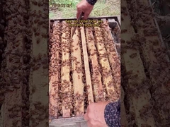 Vendita calda sul mercato Pappa Reale Fresca Biologica Naturale di Grado Alimentare Puro