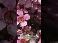 Il miele di manuka non è solo un dolcificante; offre numerosi benefici al corpo