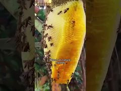 Wholesale 100% Natural Bee Honey High quality Pure Raw Organic Traditional Herb Honey Showcase