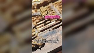 Sapete come si estrae la propoli, detta "l'oro viola"?