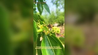 Miele di Manuka puro della Nuova Zelanda MGO 100 Plus benefici per la salute