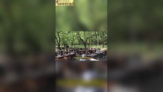 L'apiario presenta una scena di perfetta armonia.