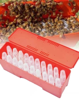 comprare Gabbia di plastica rossa dell'ape regina per l'ape regina che eleva la gabbia della regina di apicoltura del sistema fabbricazione online