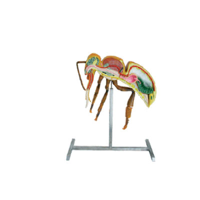 comprare L'apicoltura foggia il modello dell'anatomia dell'ape di altezza dell'attrezzatura 60cm 110cm di apicoltura fabbricazione online